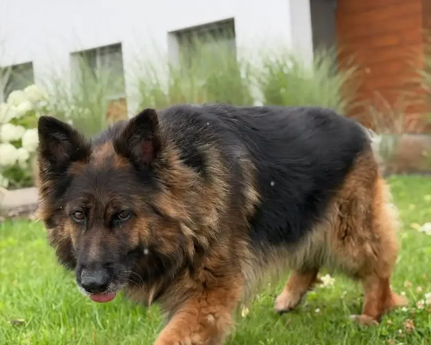 10-letnia Billy szuka spokojnej emerytury – adoptuj ją!