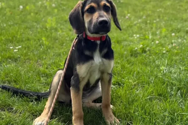 Gina szuka domu – sześciomiesięczna suczka do adopcji