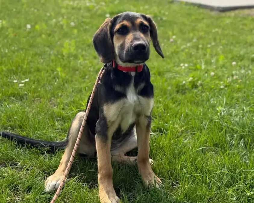 Gina szuka domu – sześciomiesięczna suczka do adopcji