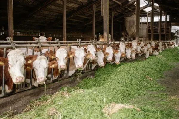Certyfikat QMP dla producentów bydła – ważny termin 30 września 2026
