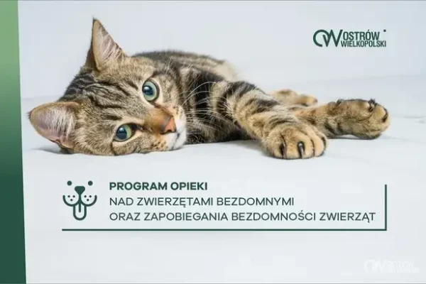 Ostrów Wielkopolski zwiększa budżet na opiekę nad zwierzętami – 65 tys. zł w 2026 roku